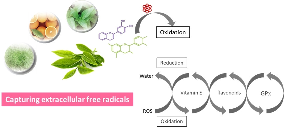 Repro-mate® – Antioxidant System (II)