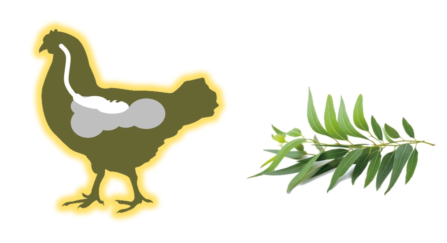 Main Barriers of the Poultry Respiratory Tract