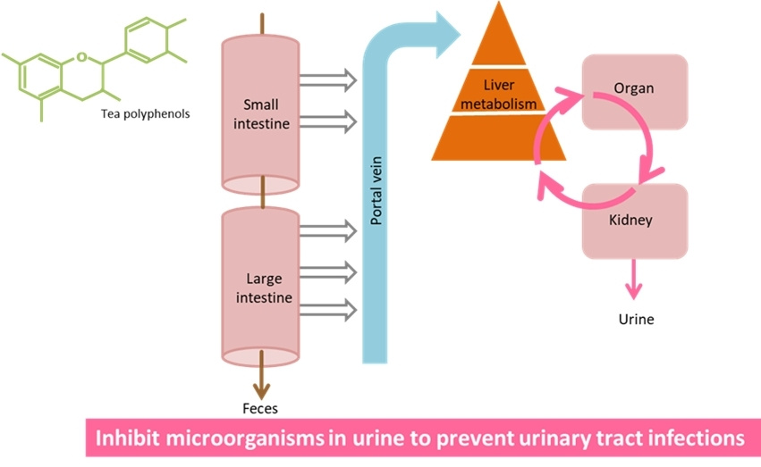 Repro-mate® – The Diuretic System