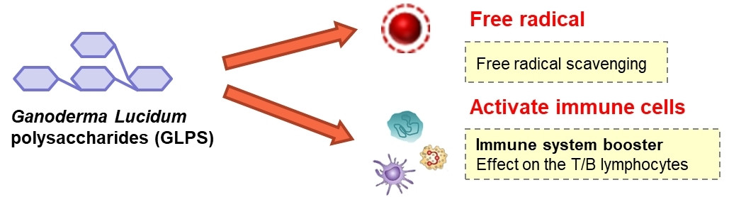 Ganoderma Lucidum polysaccharides and triterpenoids- Immunomodulation