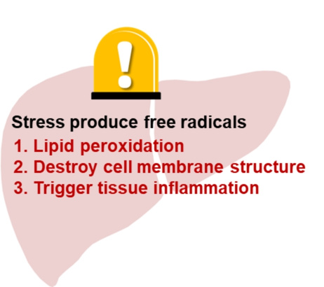 Stress produce free radicals