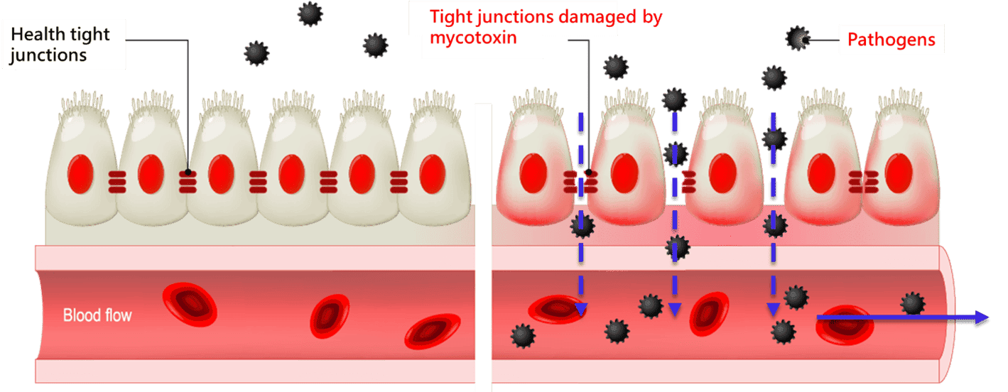 ▼ Tight junctions in intestine