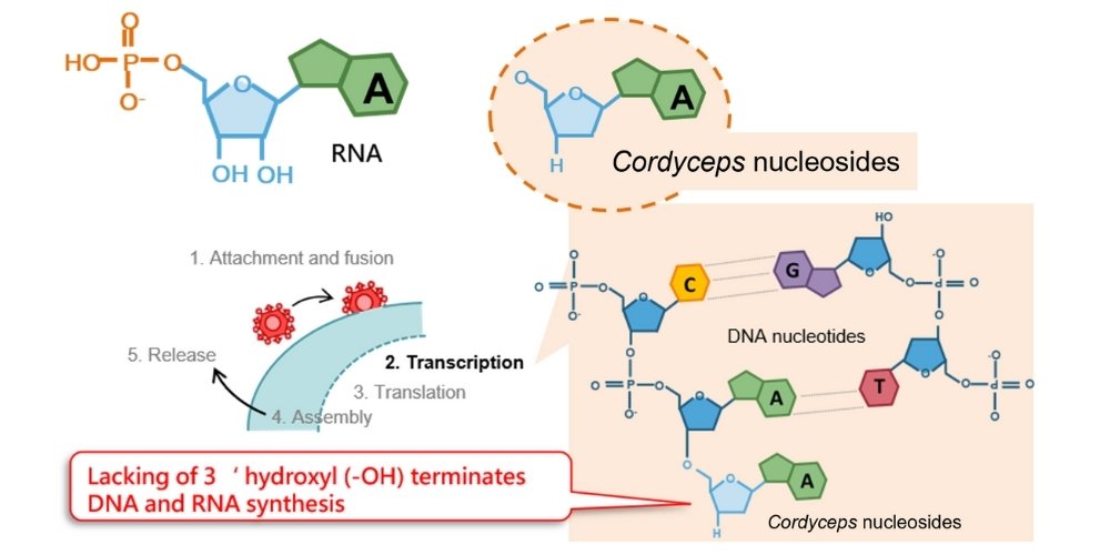 Interfering viral replication