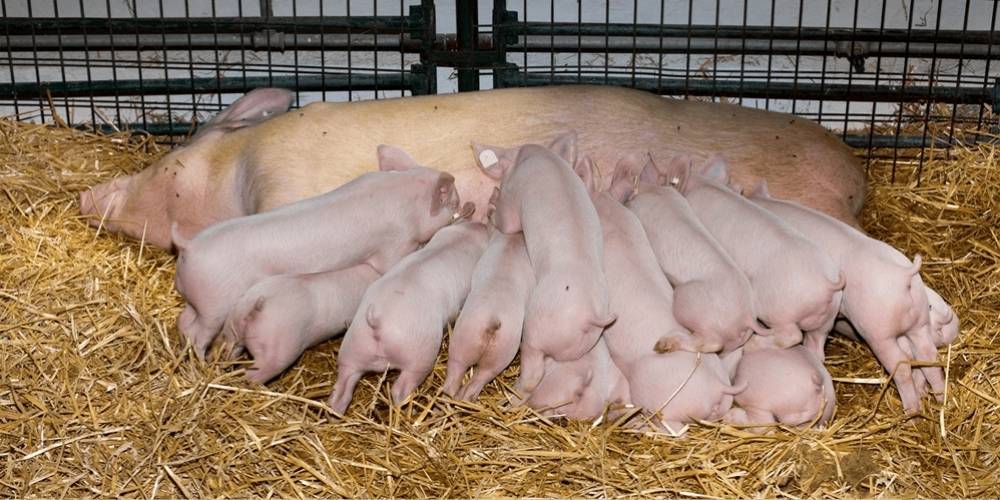 The Complete Guide to Sow Management and Feed Additives for Swine
