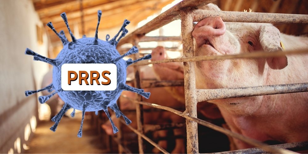 Understanding PRRS＿Causes, Symptoms, and Management