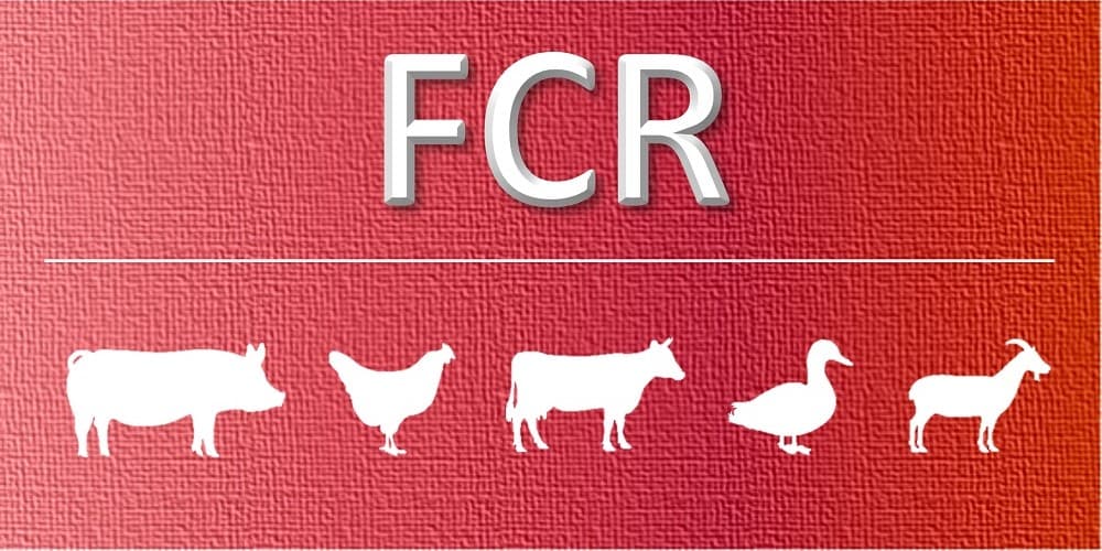 Feed Conversion Ratio (FCR) Formula, Factors, and Ways to Improve Feed Efficiency