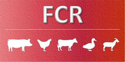 Feed Conversion Ratio