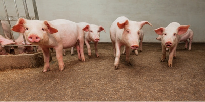 Unlock Profitable Growth and Optimize Piglet Weaning with Effective Strategies