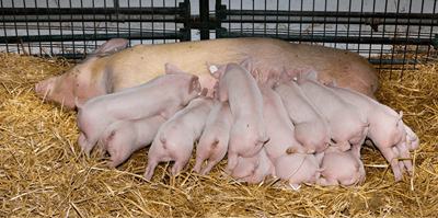The Complete Guide to Sow Management and Feed Additives for Swine