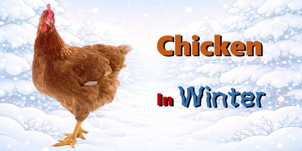 Strategic Care for Chicken in Cold Weather＿Combating Poultry Viral Diseases