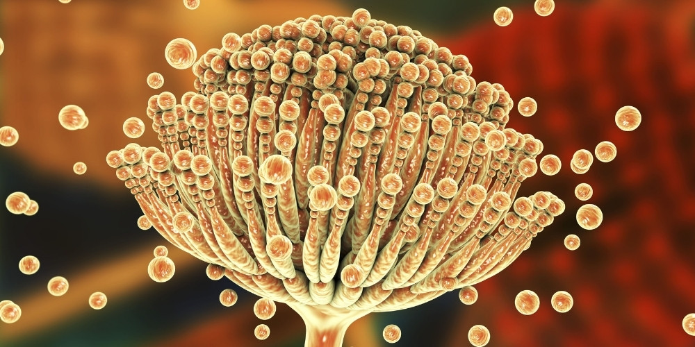 Mycotoxin Risks in Livestock Feed and Effective Prevention Strategies